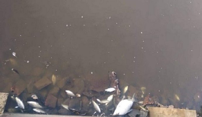  IAP investiga causa da morte de peixes encontrados em São Mateus do Sul