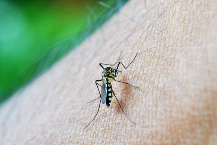  São Mateus do Sul registra primeiro caso de dengue