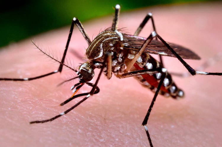  Sobe para sete o número de óbitos por dengue no Paraná