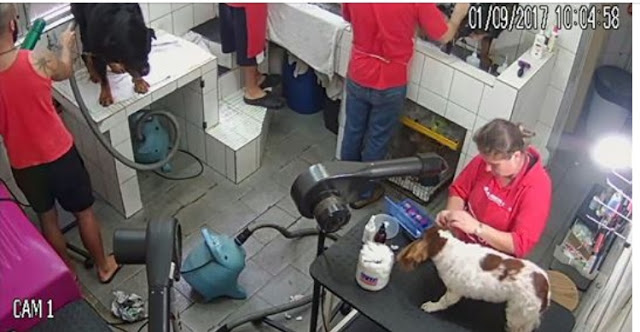  Agora é lei: Pet shops são obrigadas a instalar câmeras de monitoramento