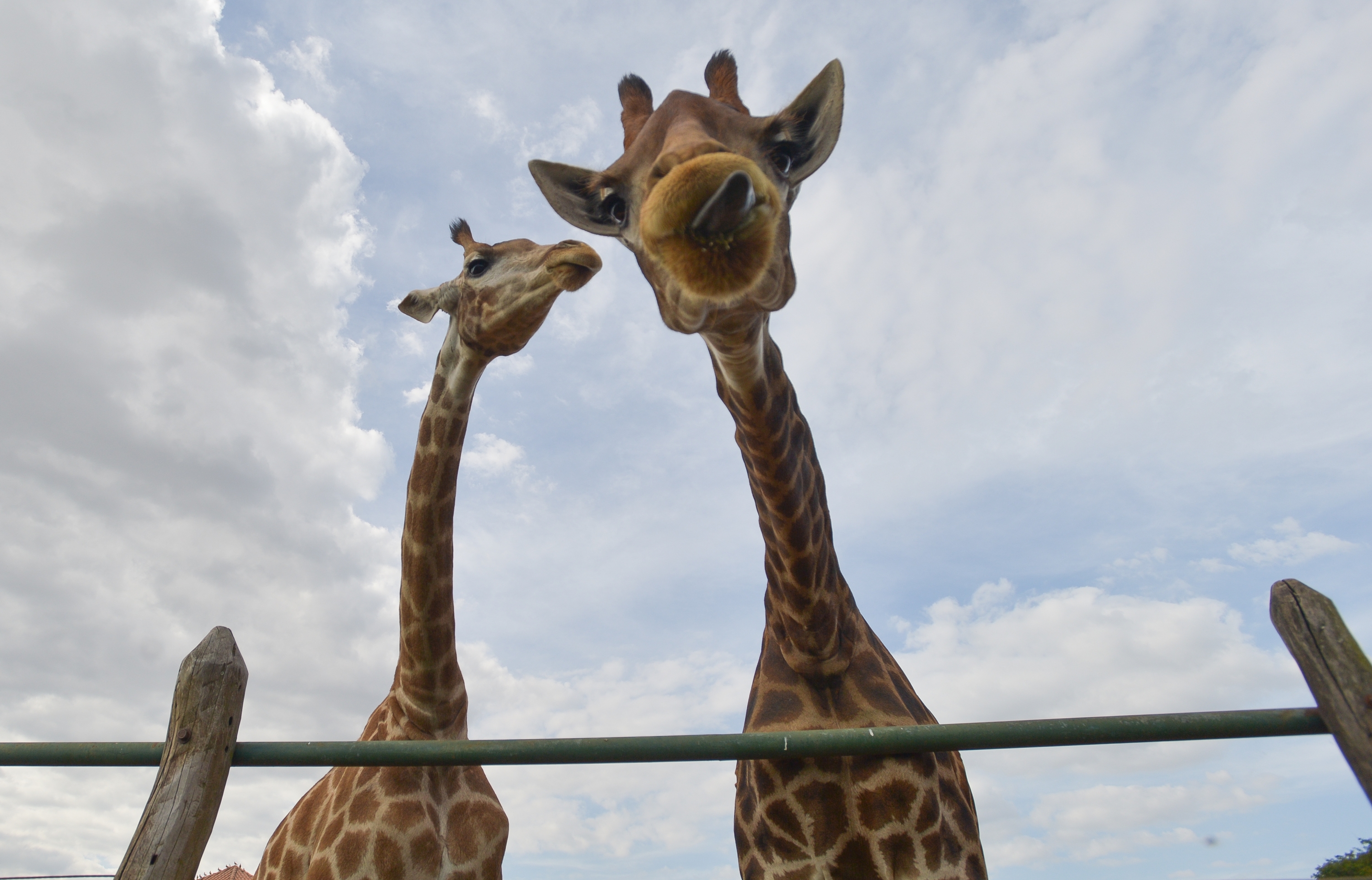  Girafas entram para a lista de animais ameaçados de extinção
