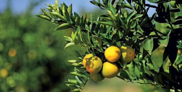  Técnica de adensamento pode aumentar a produtividade de citros em até 50%