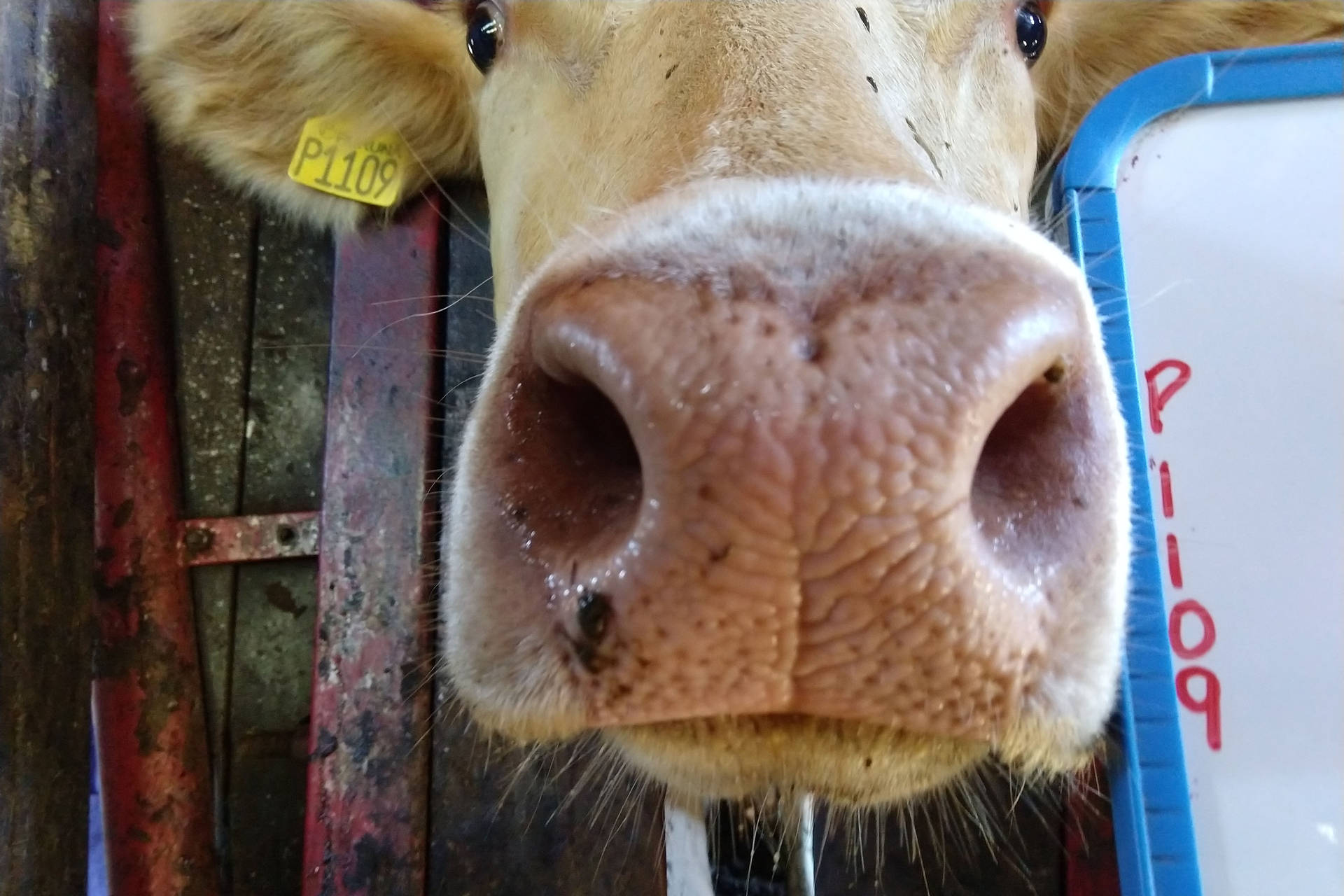  Iapar pesquisa identificação de bovinos com inteligência artificial