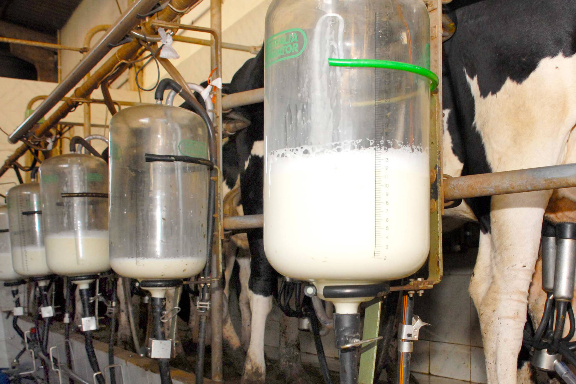  Produtor que não cumprir com normas terá leite descartado