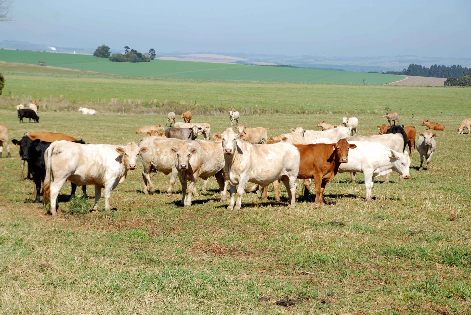  Trânsito de bovinos e búfalos tem novas regras no Paraná
