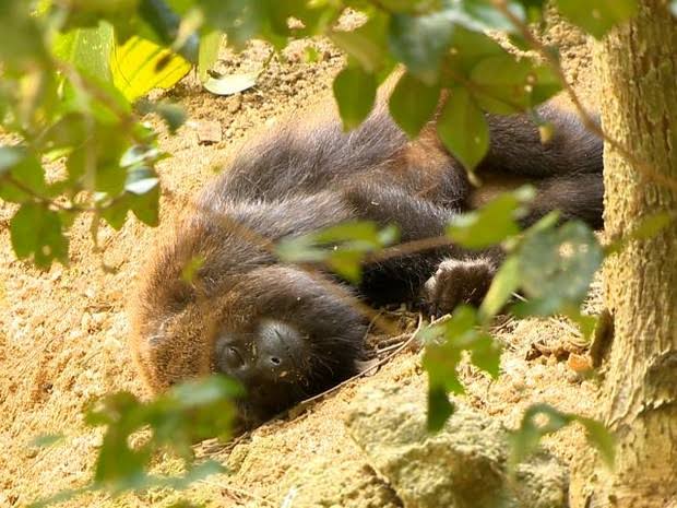  SESA confirma quatro mortes de macacos em São João do Triunfo por febre amarela