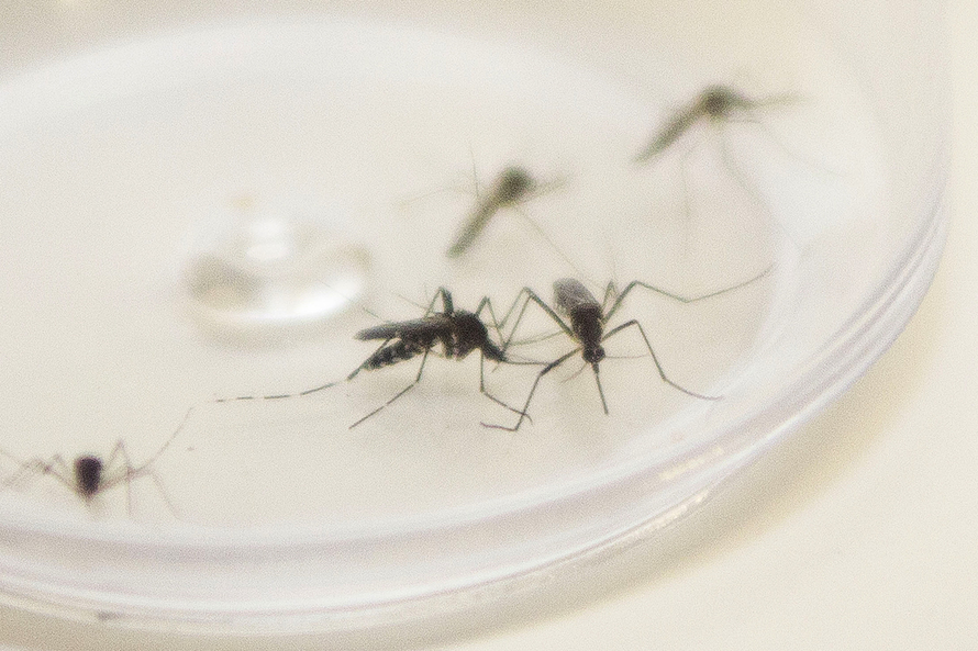  Governador decreta Paraná em estado de alerta contra dengue