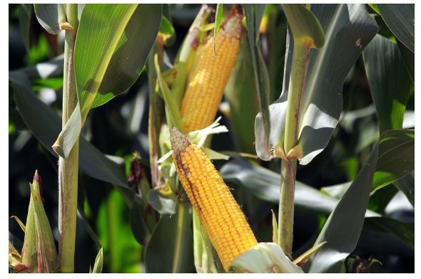  Boletim agropecuário destaca avanço na colheita do milho
