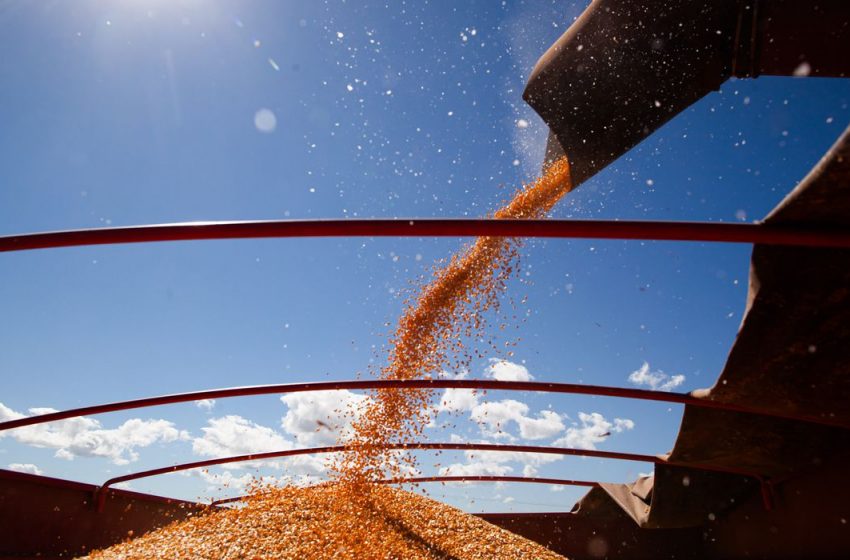  Produção de grãos deve chegar a 268,3 milhões de toneladas, diz Conab