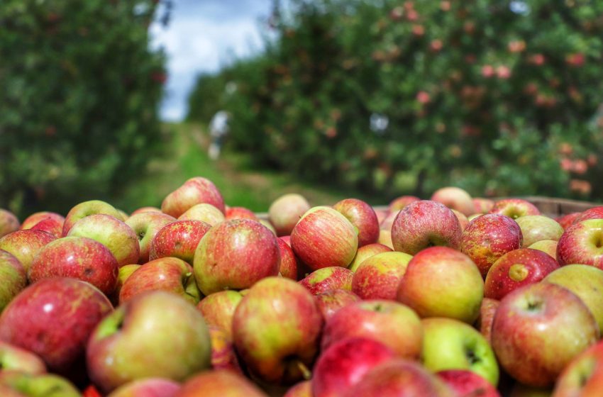  Pesquisa e tecnologia colocam o Paraná na rota nacional das maçãs