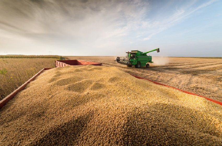 Estudo aponta que soja e milho devem impulsionar o mercado até 2031