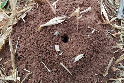  IDR-Paraná orienta sobre formas para controlar formigas cortadeiras na agricultura