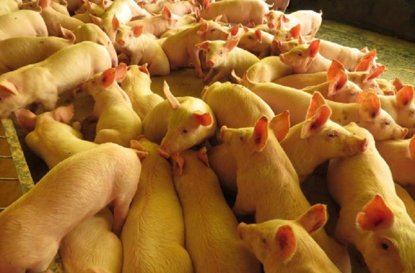  Exportação de carne suína cresce em Santa Catarina, fortalecendo o agronegócio