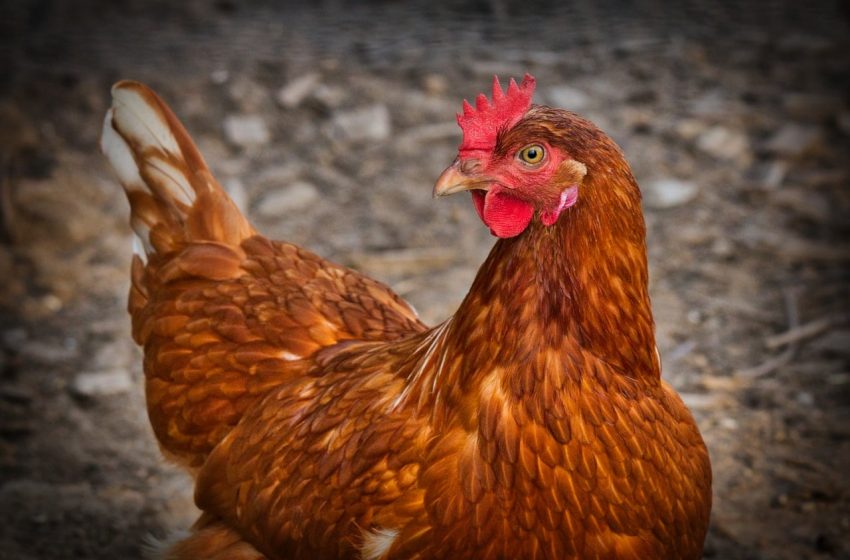  Briga por sumiço de galinha vira caso de polícia no Paraná
