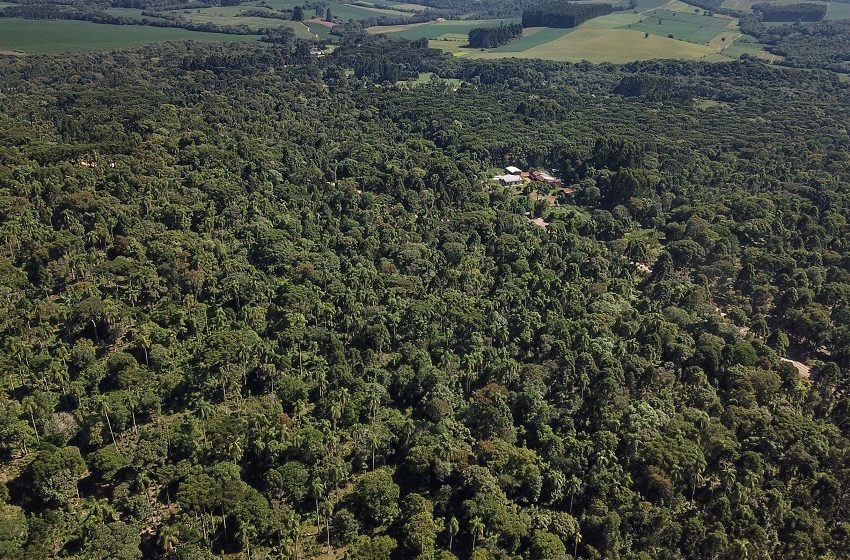  Produção de riquezas florestais da região coloca Paraná em 2º lugar no Brasil