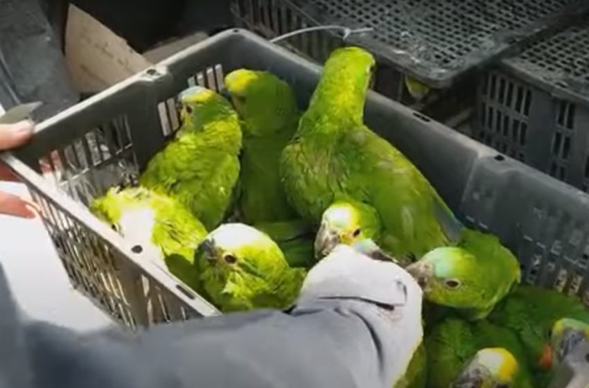  PRF apreende mais de 100 papagaios em condições de maus tratos no PR