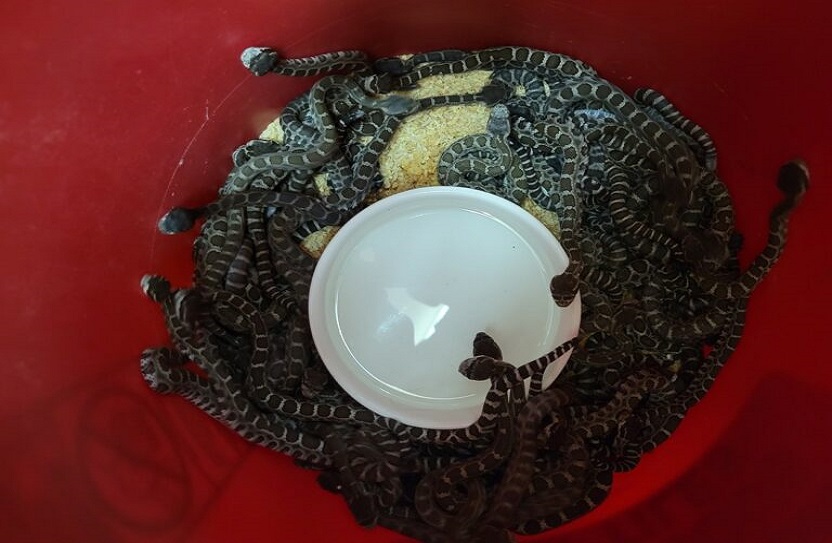  Mulher descobre ninho com 92 cobras embaixo da casa