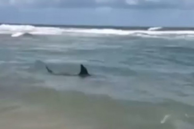  Menino de 11 anos é ferido por tubarão em Ilha Comprida