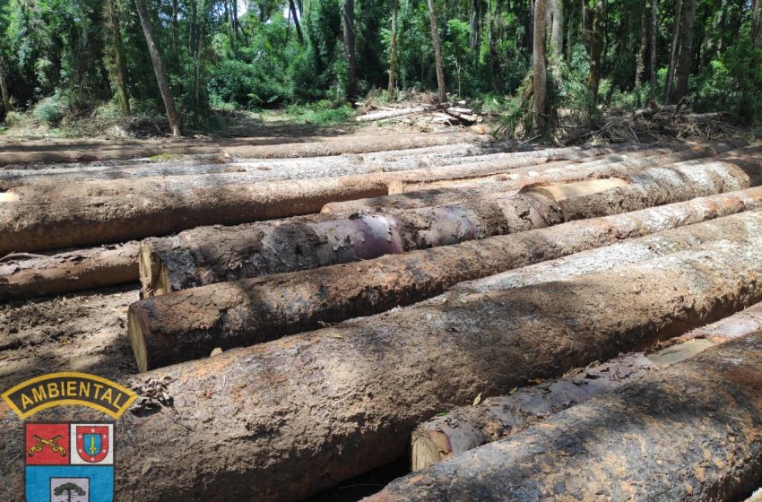  Polícia Ambiental aplica multa de R$ 112 mil no interior de Palmeira