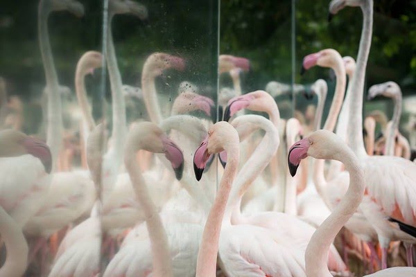  Ataque de onças mata 172 dos 176 flamingos em parque de Foz do Iguaçu
