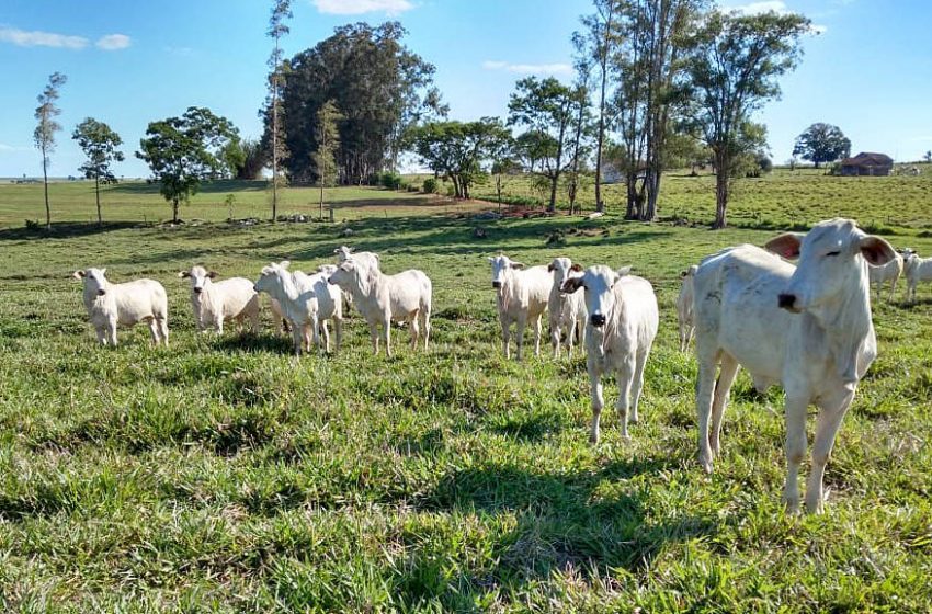  Sistema que integra lavoura e pecuária traz benefícios aos produtores