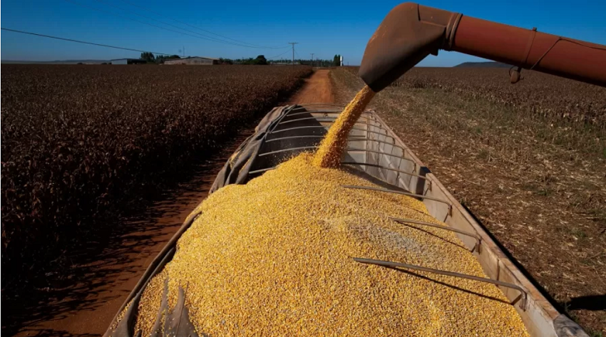 Produtores de soja e milho convivem com perspectiva de preço estável na safra