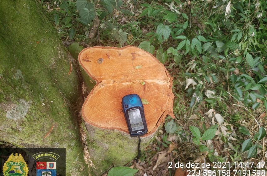  Homem é multado em 62.500 reais por destruição de vegetação nativa em Teixeira Soares