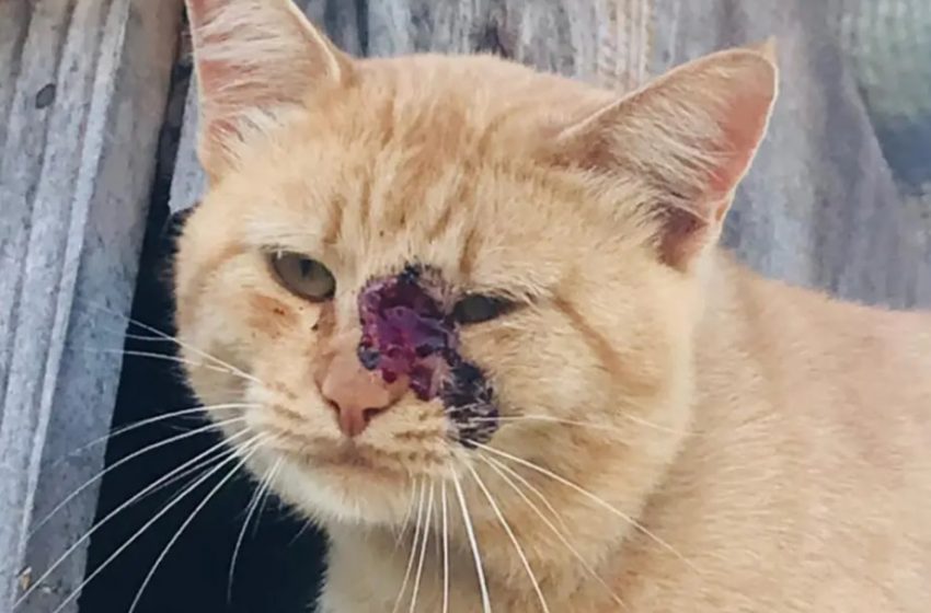  Doença que afeta gatos já foi transmitida para oito pessoas em cidade do Paraná