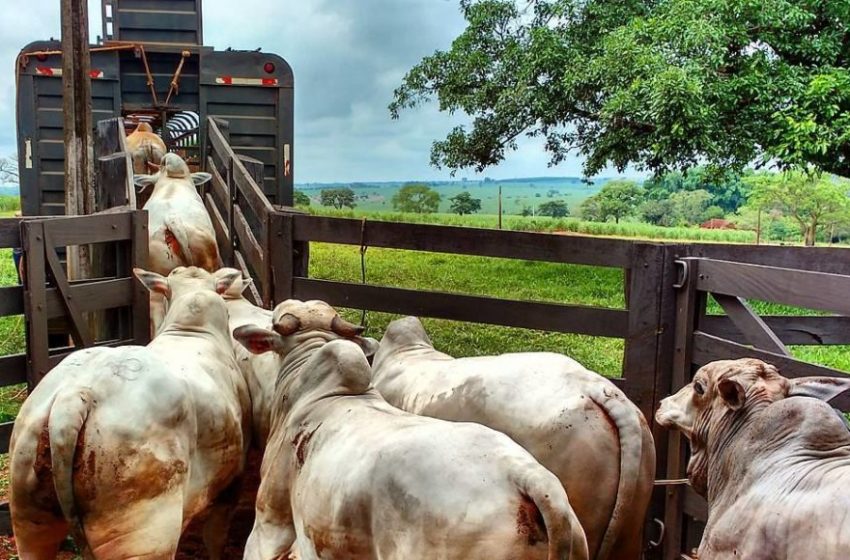  Contrabando de gado na fronteira com a Argentina coloca em risco exportação de carne pelo Paraná