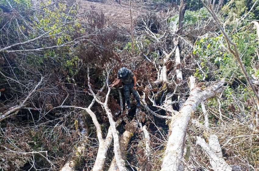  Homem é multado em 230 mil por destruição de pinheiro araucária e  xaxim na Lapa