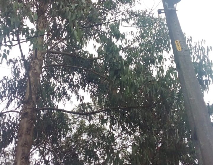 Galhos de eucalipto encostam em fiação de poste e moradores temem acidente  no interior de São Mateus do Sul