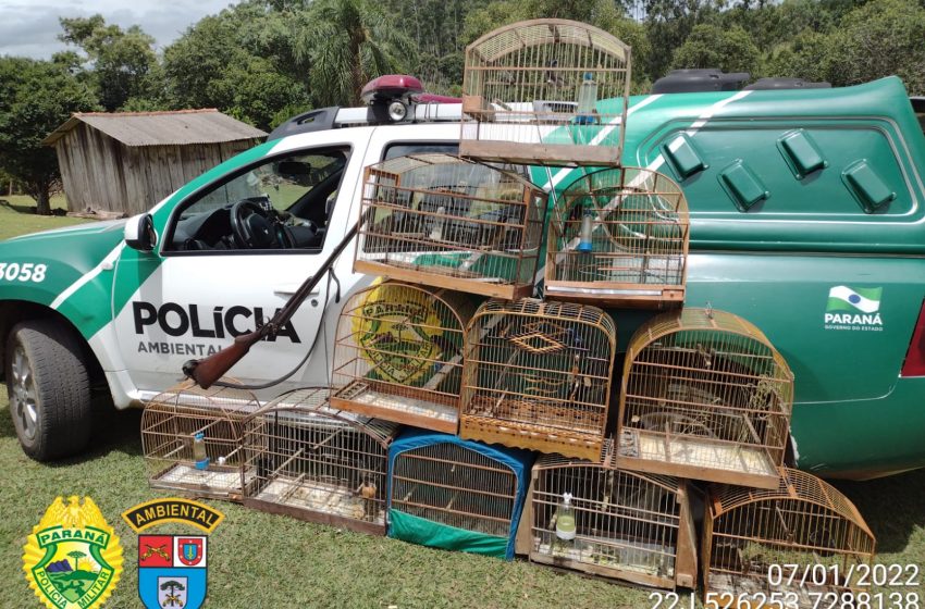  Homem é preso por crime de caça e criação de pássaros em cativeiro em Telêmaco Borba