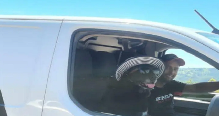  Cachorra faz sucesso com óculos e chapéu na volta para casa após férias em SC