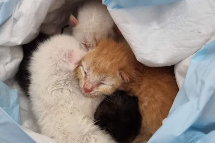  Gatos recém-nascidos são resgatados pela polícia dentro de saco de lixo no Paraná
