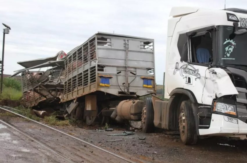  Trem atinge caminhão carregado com porcos no PR; animais morreram