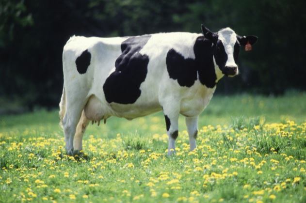  Premiação para criadores de bovinos valoriza investimentos da produção leiteira do Paraná