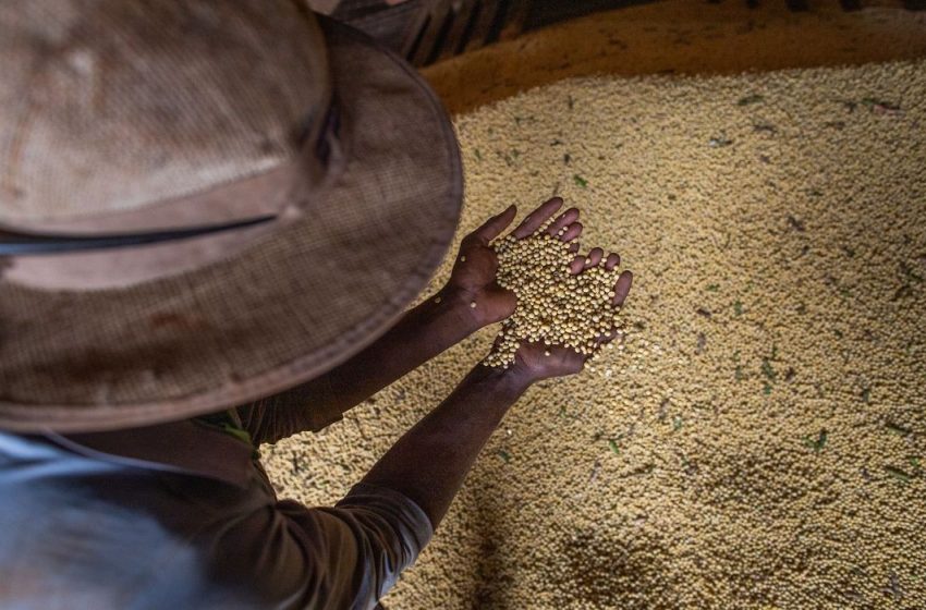  Estimativa do IBGE é que safra de grãos chegue a 261,6 milhões de toneladas em 2022