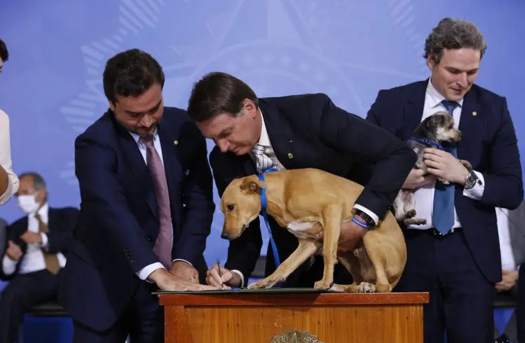  Bolsonaro autoriza FAB a trazer animais de estimação de brasileiros resgatados da Ucrânia