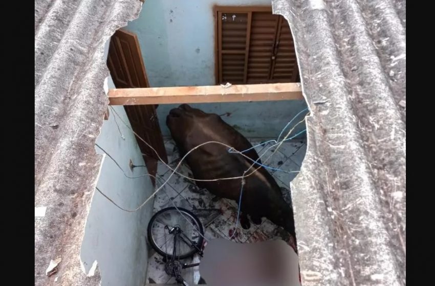  Vaca cai do telhado de casa em cidade paranaense