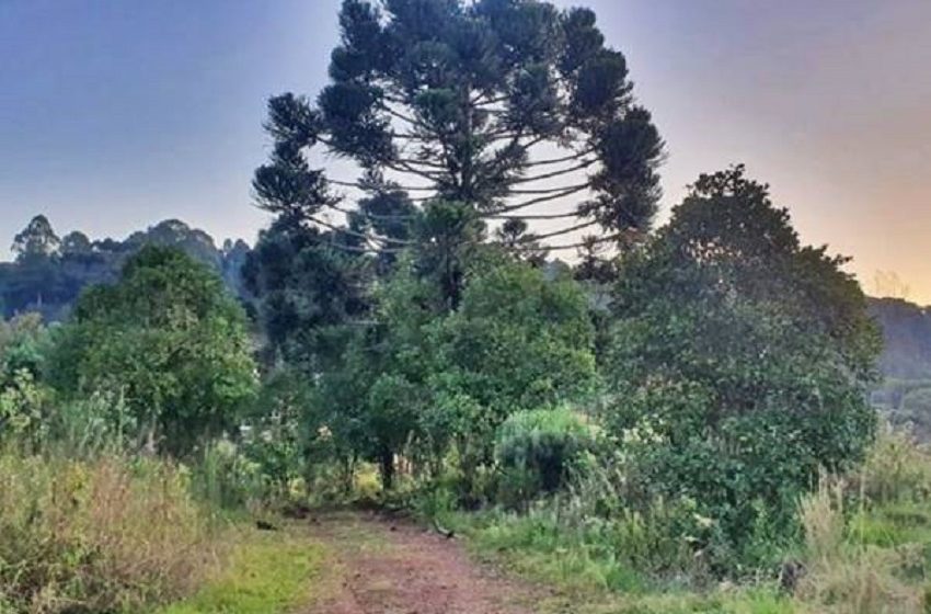  Adolescente foi encontrado morto em Caçador e investigação supõe queda de pinheiro