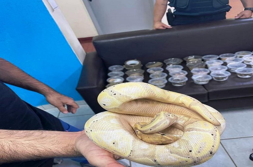  Cobras, tartarugas e lagarto são encontrados pela PRF no bagageiro de um ônibus na BR-277
