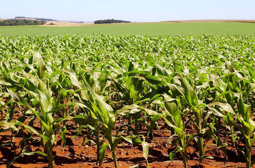  Dados apontam recorde na produção de milho no Paraná sobretudo por aumento de área plantada