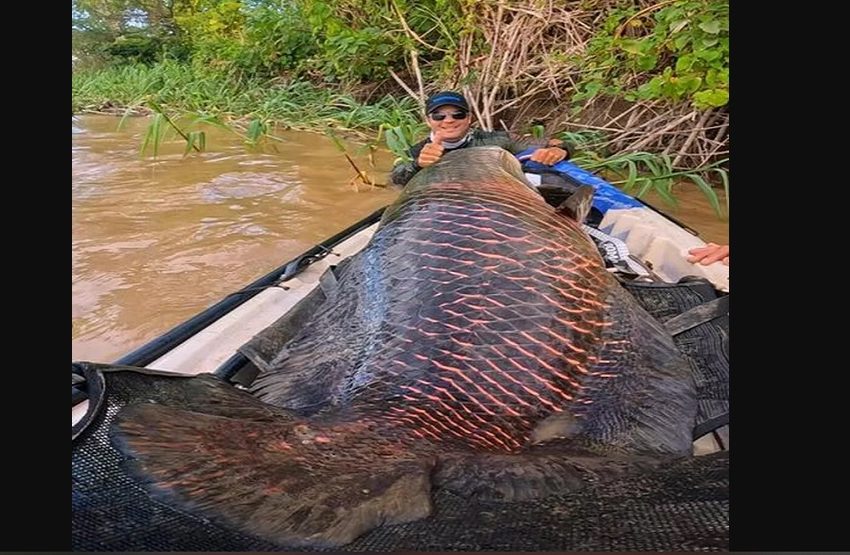  Pescadores fisgam pirarucu de mais 2 metros e 100 kg no Rio Madeira em RO: ‘foi uma sensação incrível