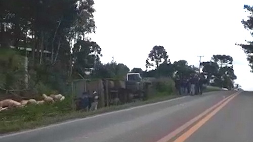  Caminhão carregado de suínos vivos tomba na BR-153