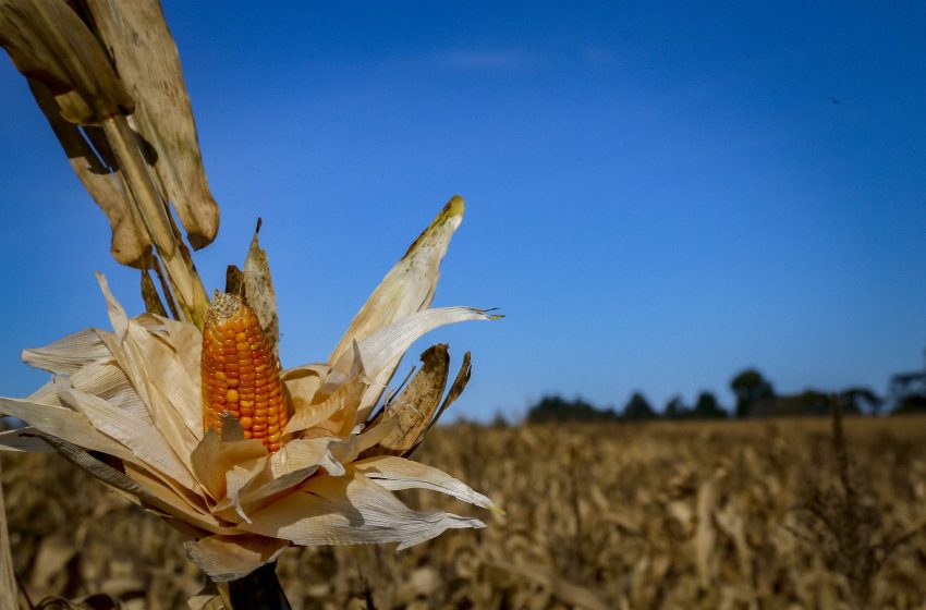  Adapar e Ministério da Agricultura monitoram praga que provoca perdas do milho no Paraná