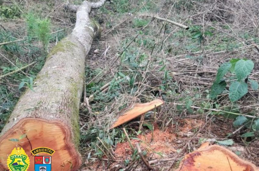  Proprietário é autuado em R$ 367.500,00 por destruir vegetação nativa em Imbituva