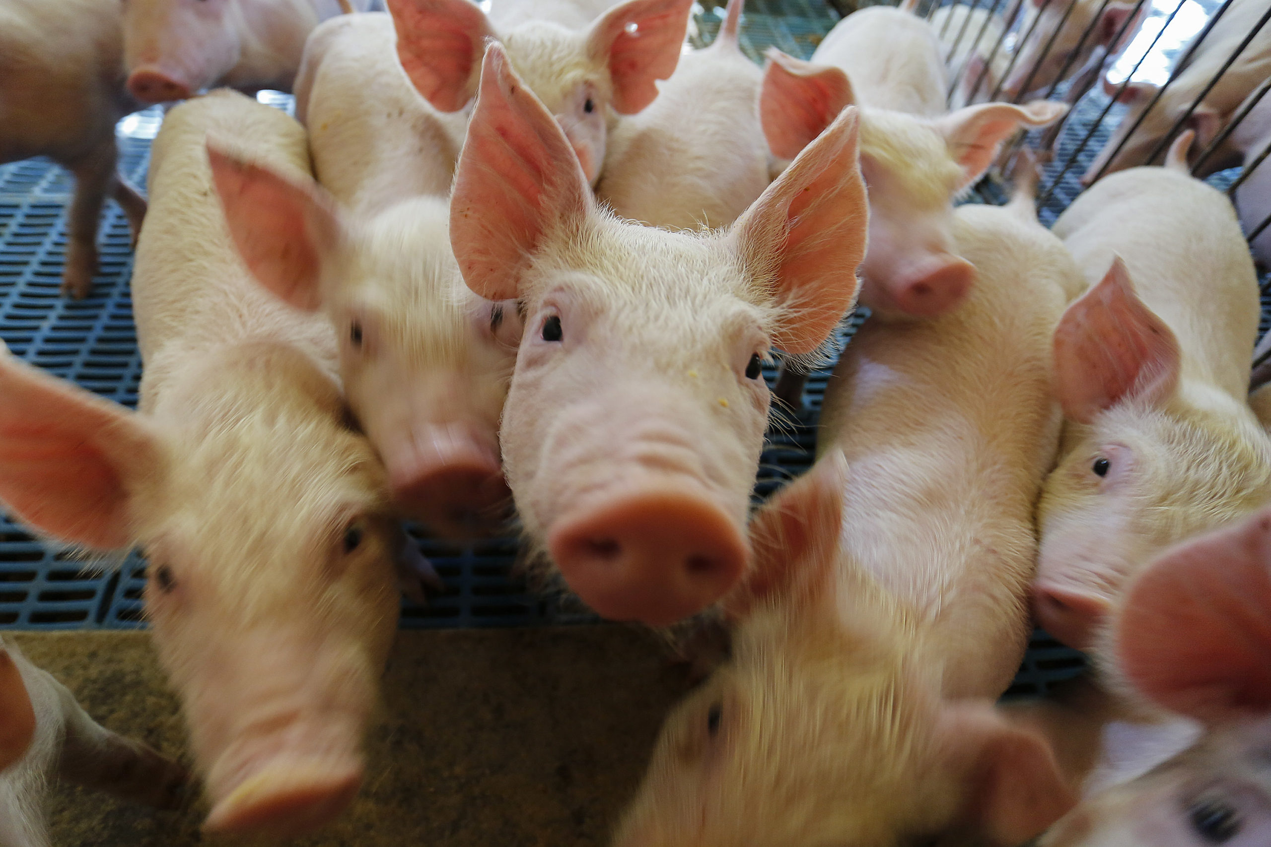  Produção de carne suína cresce 9% no primeiro trimestre no Paraná, aponta IBGE