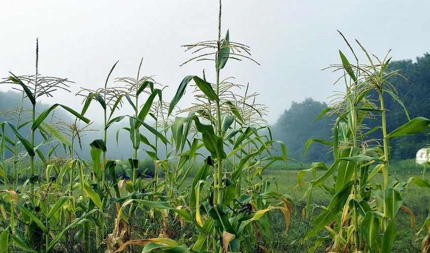  Com foco no milho, IDR-Paraná analisa reflexos do inverno na agricultura