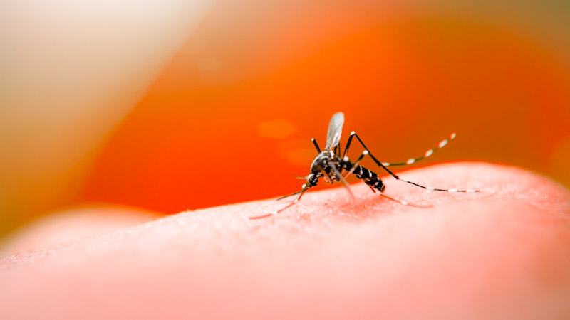  Prudentópolis registra novo caso de dengue nesta semana, conforme boletim da Sesa divulgado