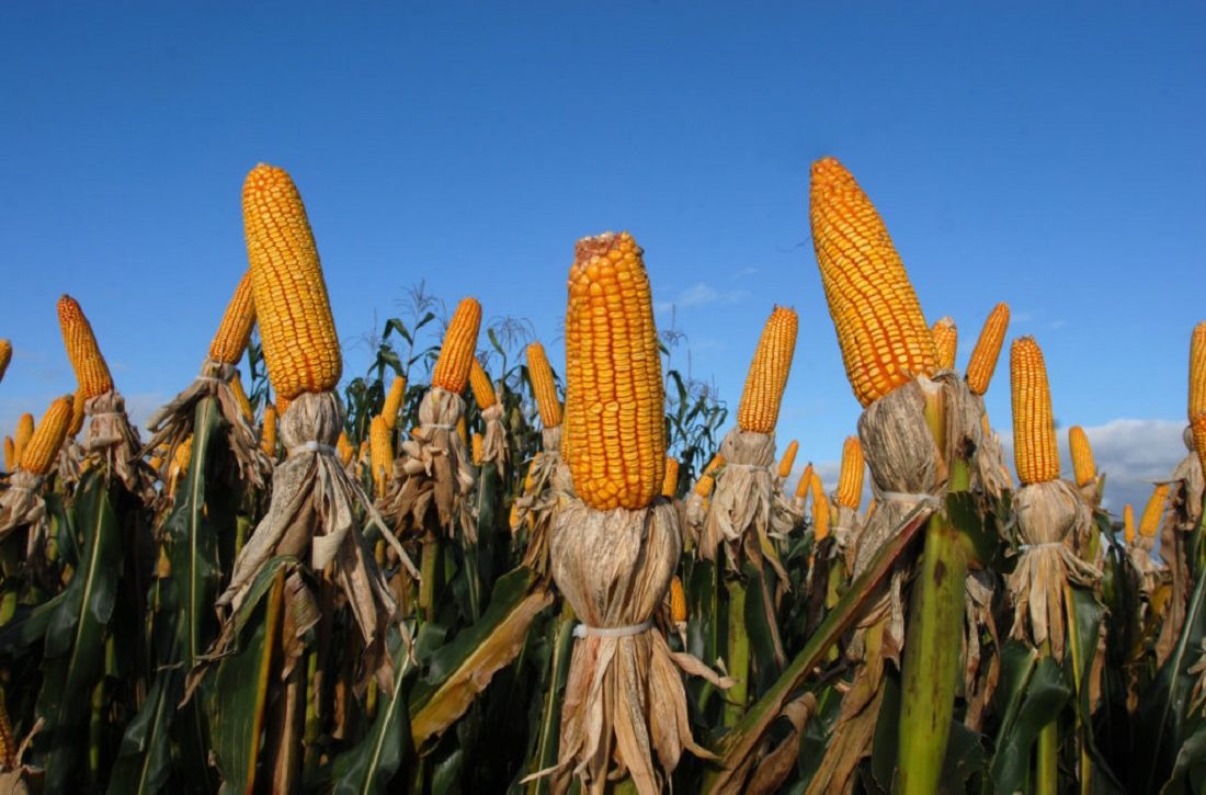  Produção de milho registra recorde e aumento de grãos em relação à safra passada é de 6,2%
